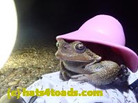 /home//u458753944/public_html/sourcegallery/////////////////////////////Roxborough Toad Detour/2021/2021-04-11/P4110259.JPG